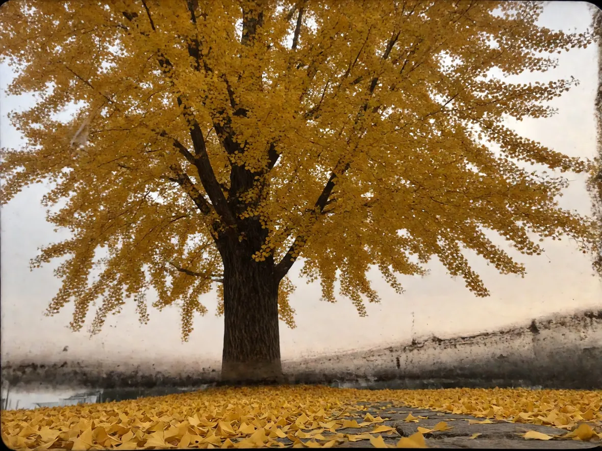 La caduta sincronizzata: un meccanismo tipico del ginkgo