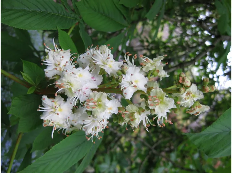 Foglie fiori ippocastano