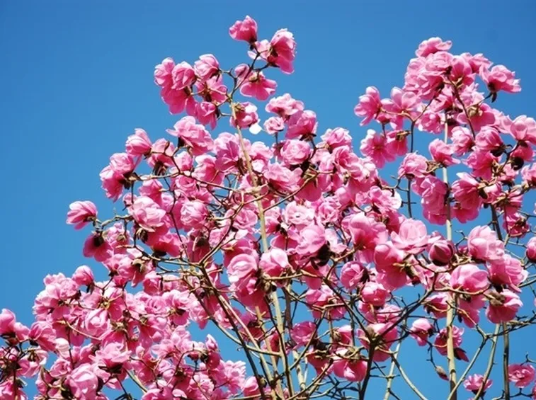 magnolia a foglie caduche