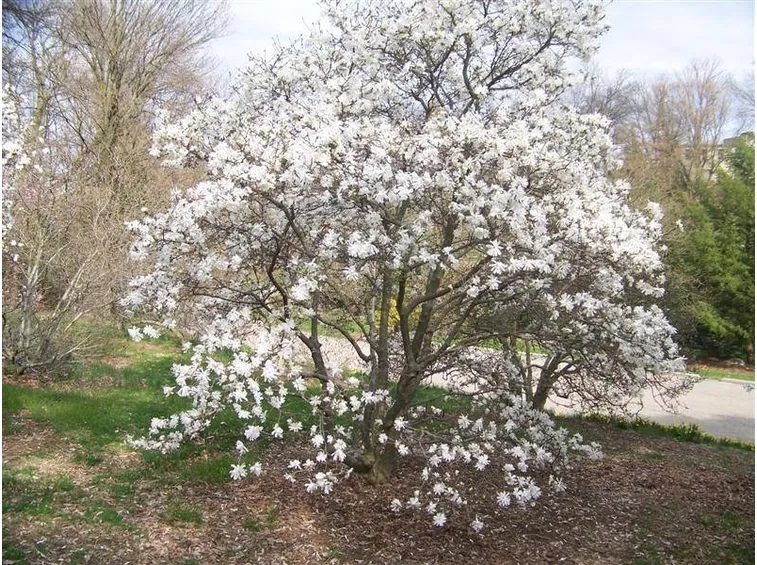 albero di magnolia