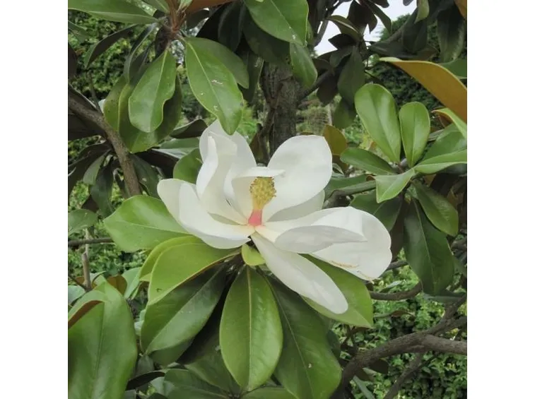 fiore di magnolia grandiflora