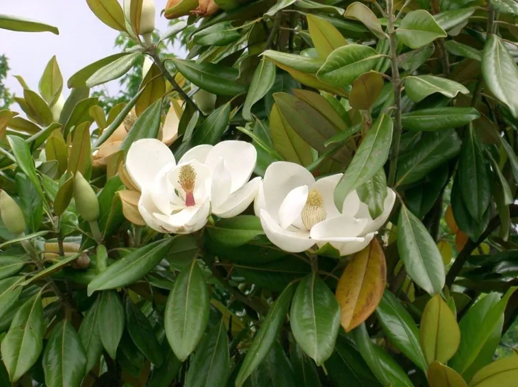 fiori di magnolia