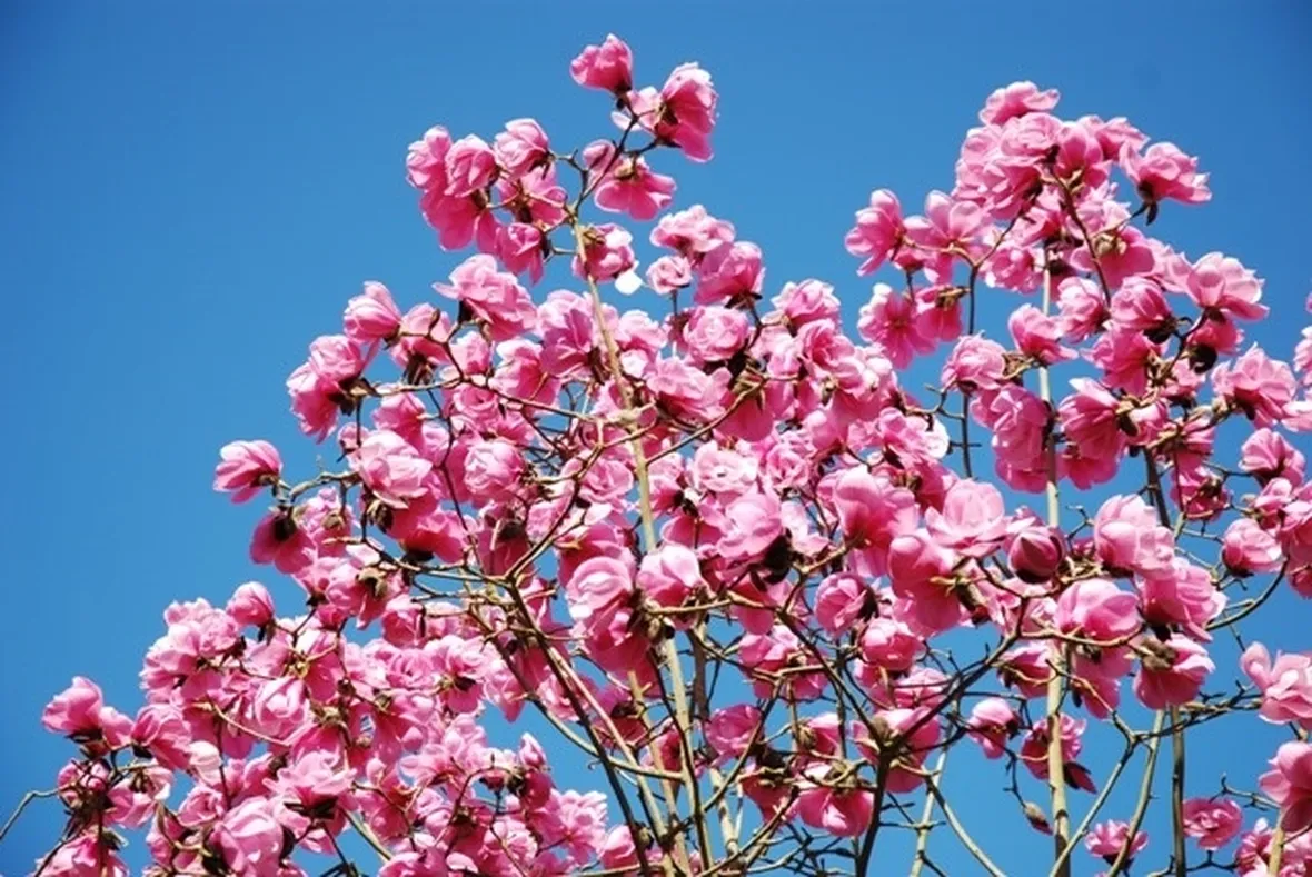 magnolia a foglie caduche