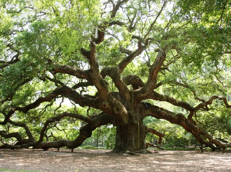 Incredibile esemplare di Quercia