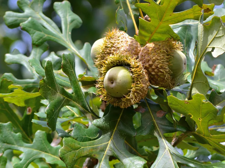 Fruttificazione nell'albero di Quercia