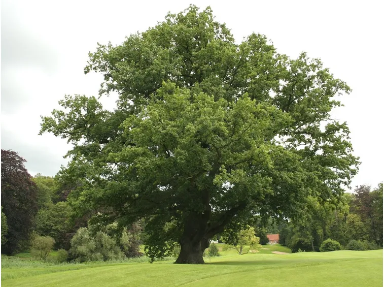 Rovere (Quercus Petraea)