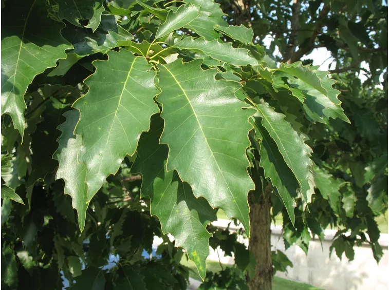 Quercia: astringente e cicatrizzante