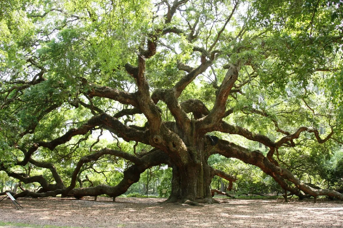 Incredibile esemplare di Quercia