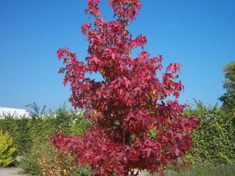Esemplare di liquidambar styraciflua