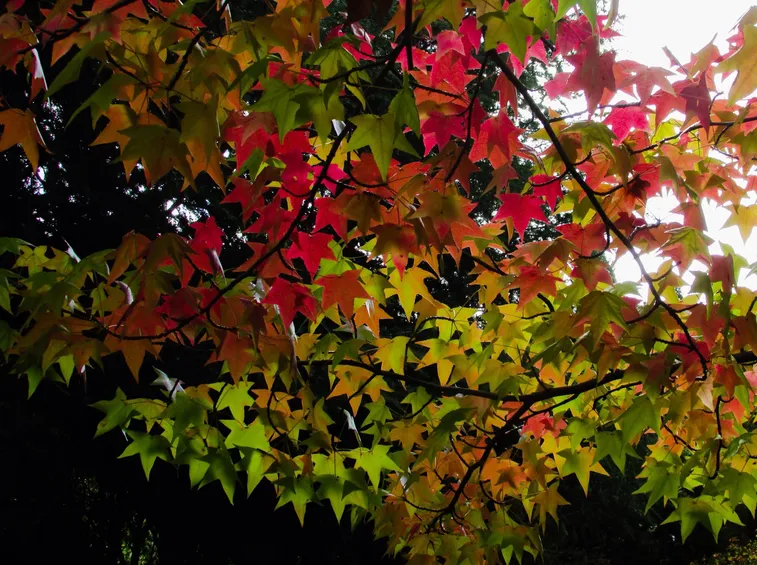 Colorazioni chioma liquidambar