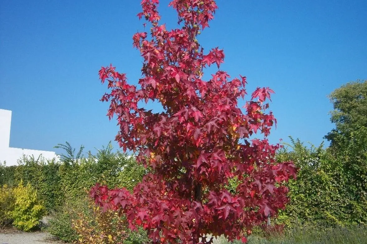 Esemplare di liquidambar styraciflua