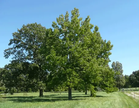 Esemplari liquidambar