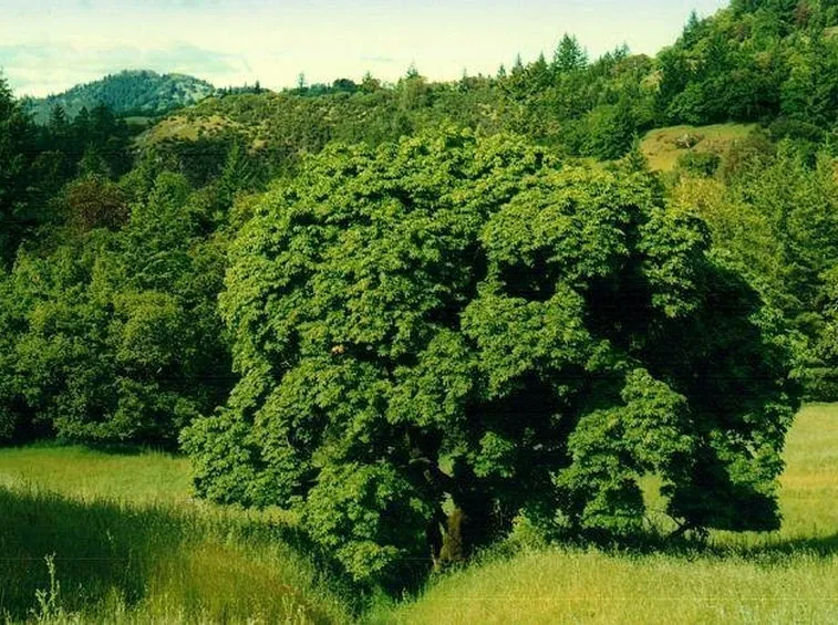 Albero latifoglie