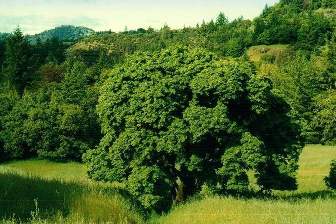 Albero latifoglie