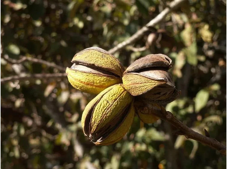 Albero di noce pecan