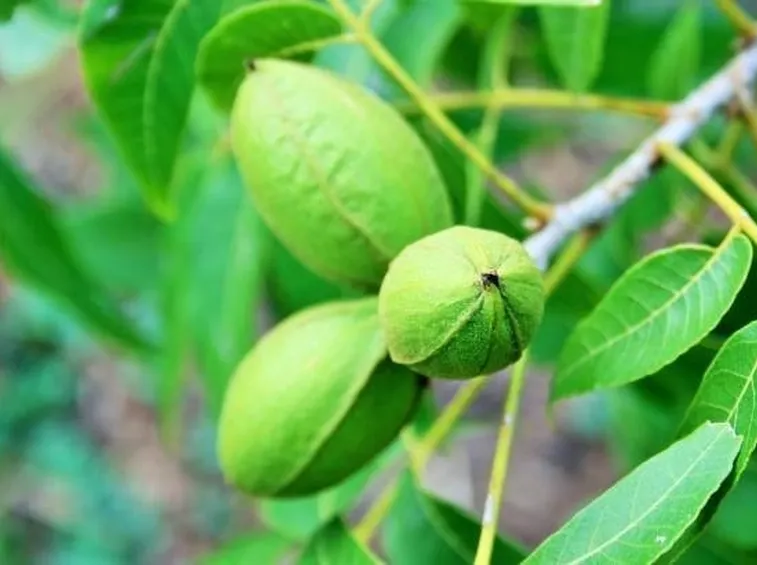 Frutti di noce pecan