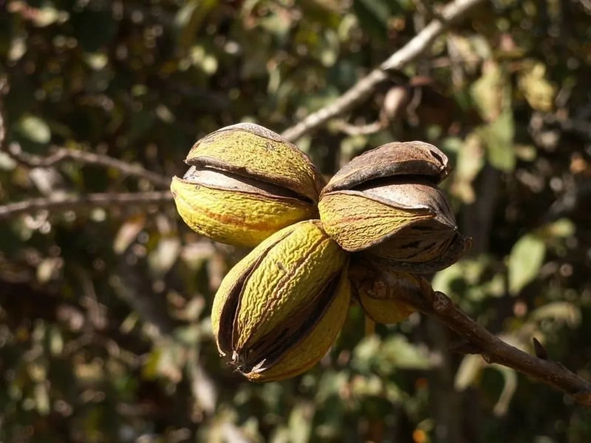 Albero di noce pecan