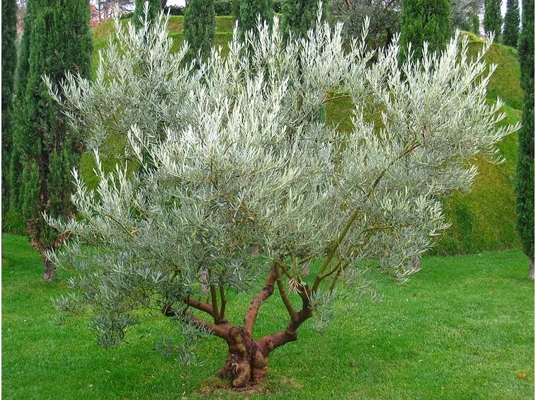Un esemplare di olivo