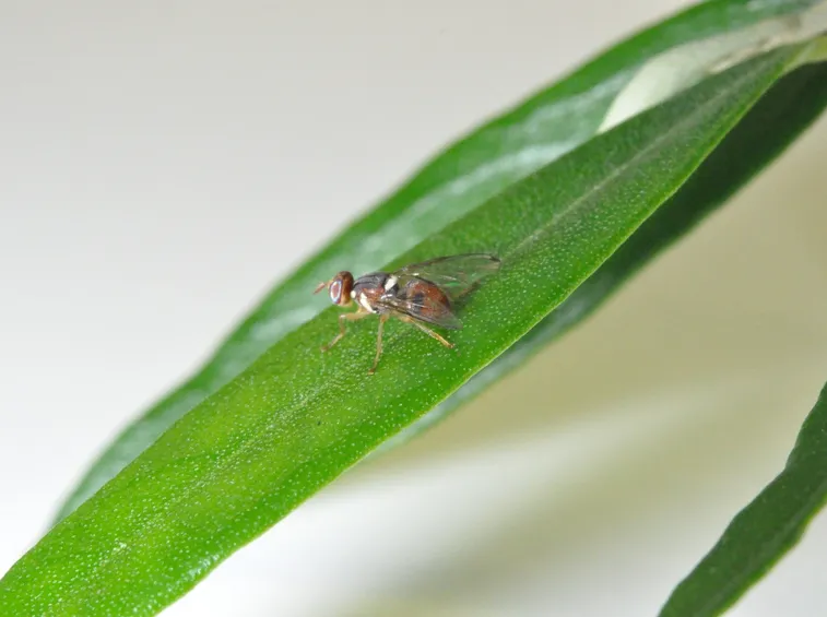 La mosca dell'olivo