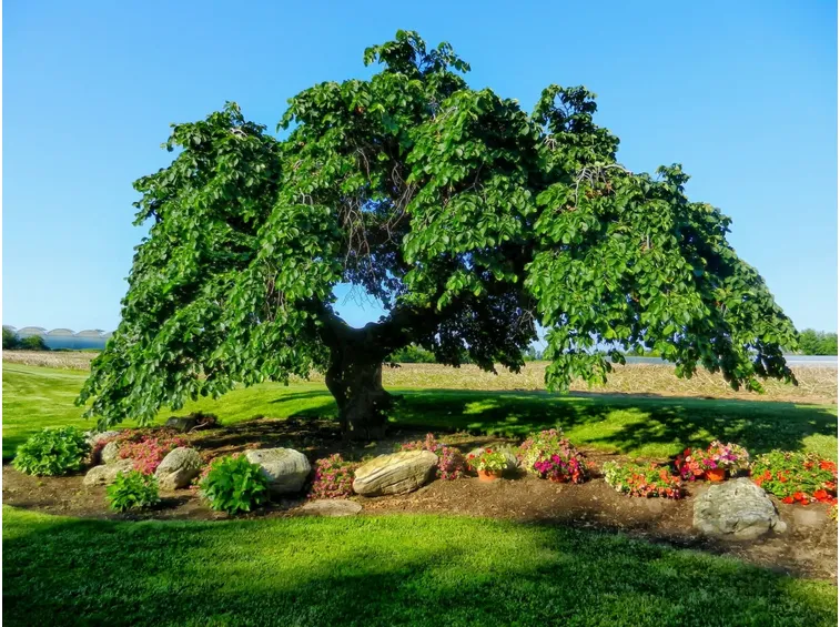 L'albero dell'olmo