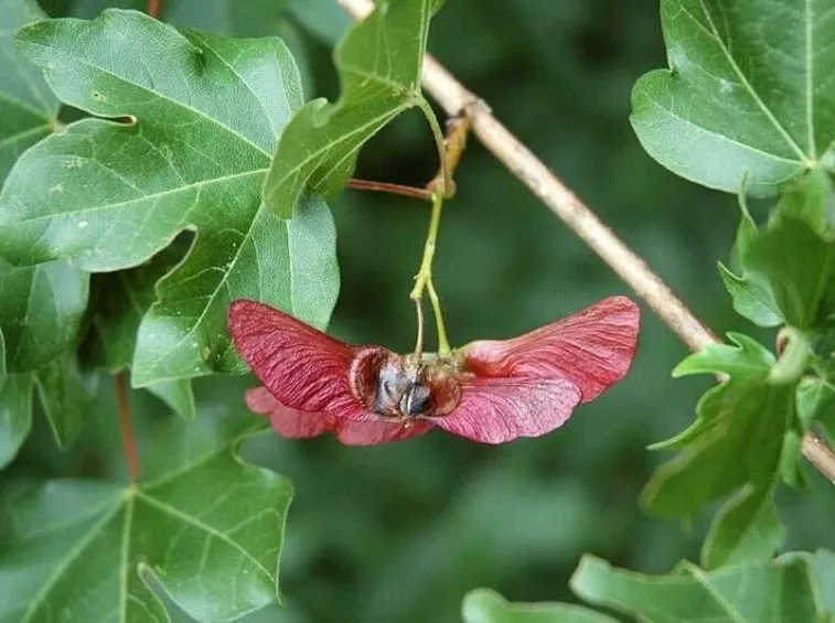 Acero Oppio in autunno