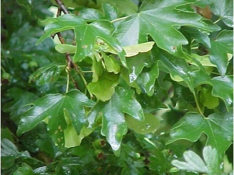 Fioritura dell'Acero Oppio