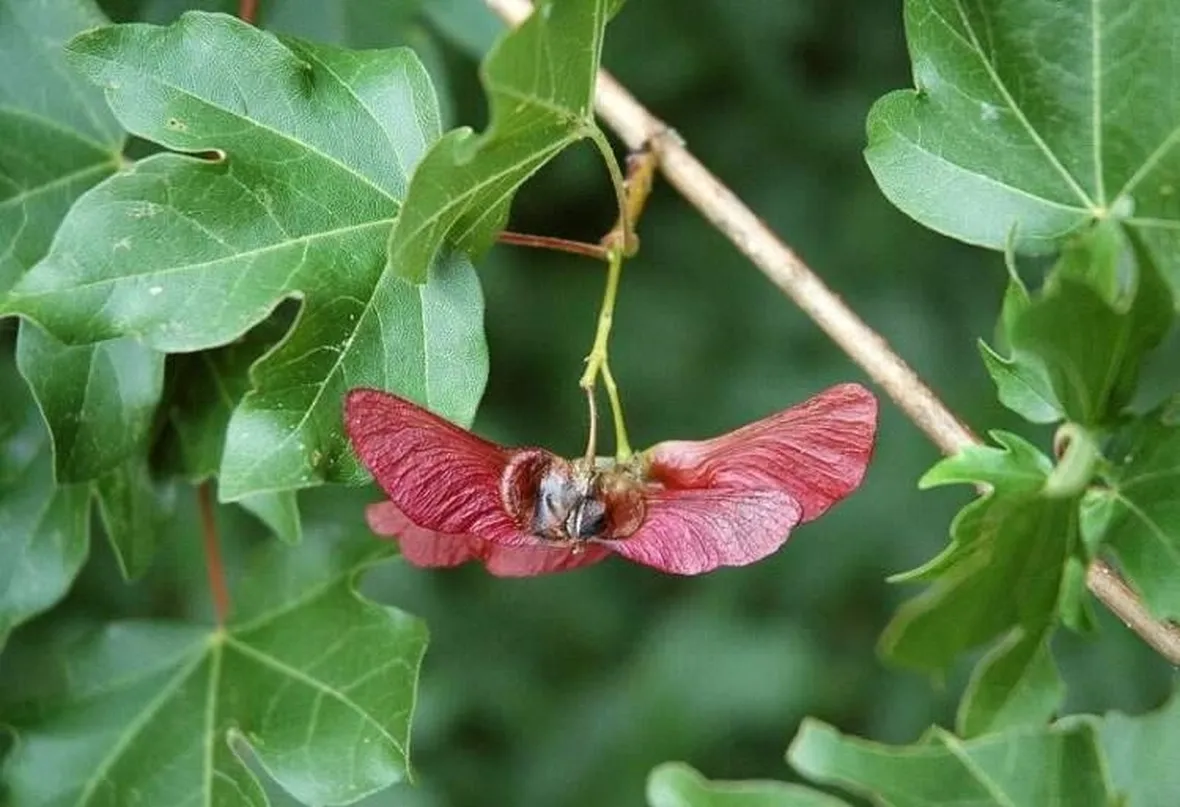 Acero Oppio in autunno