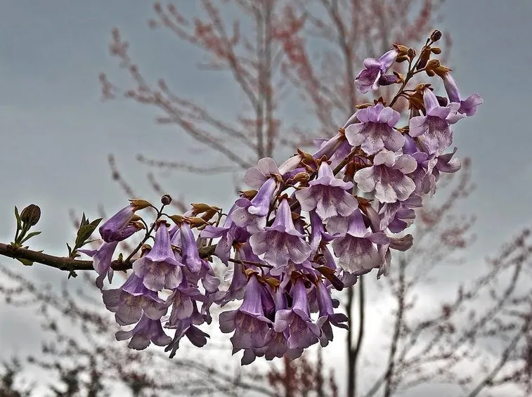 Fiori di paulownia tomentosa