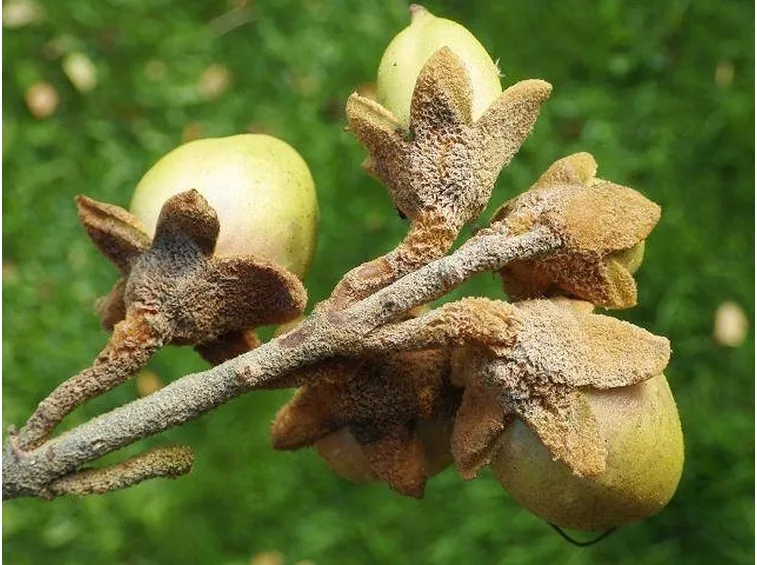 Frutti di paulownia tomentosa