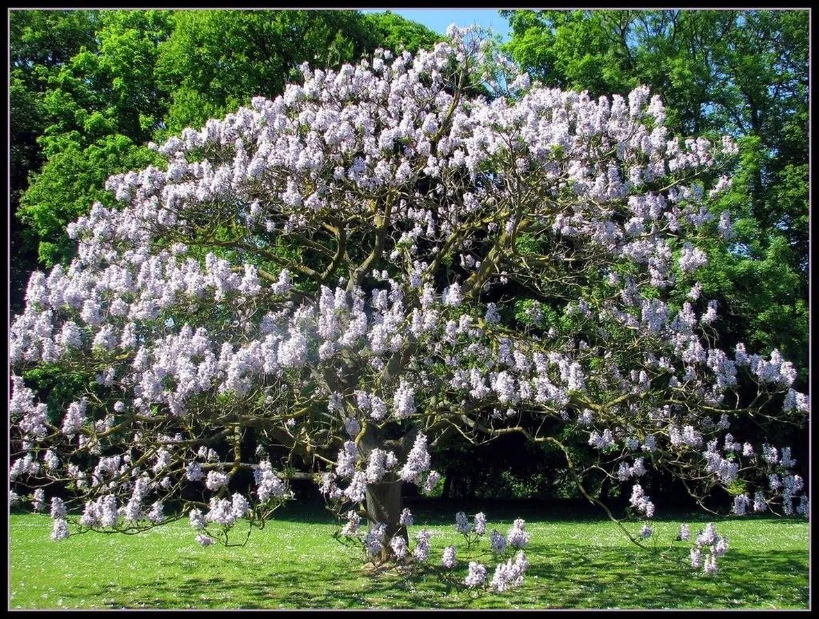Albero di paulownia tomentosa in piena fioritura