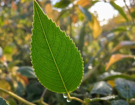 Cosa succede dentro la foglia quando le giornate si accorciano