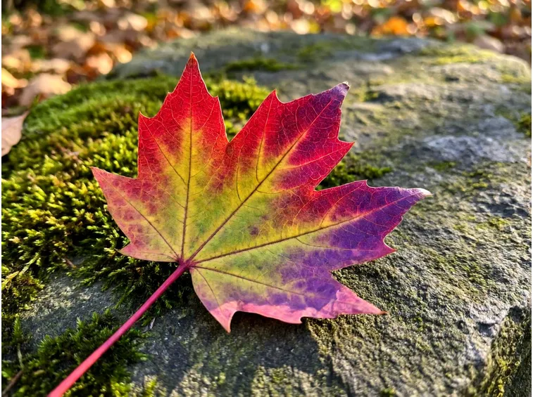 Gli antociani: perché il rosso è un colore che l'albero costruisce apposta