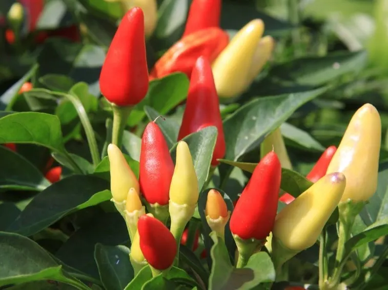Pianta del peperoncino