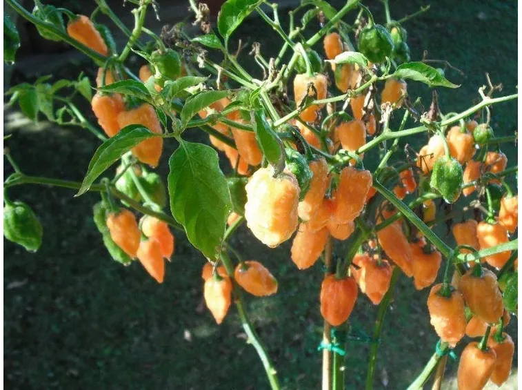Habanero arancione