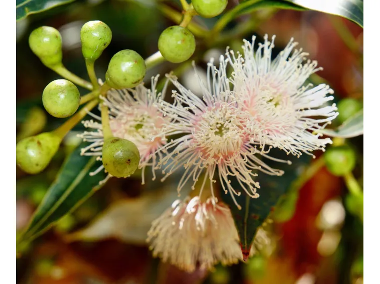 Fiori di eucalipto