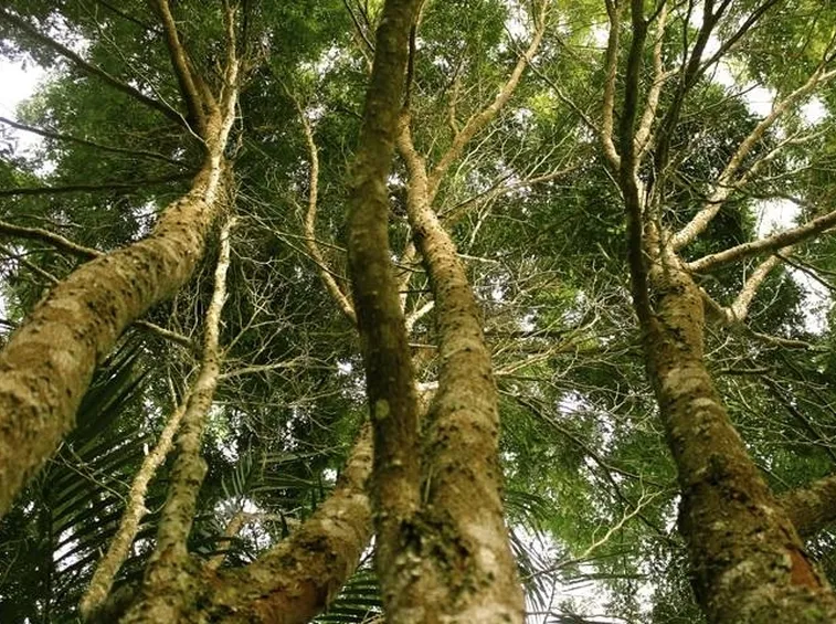 Alberi ad alto fusto