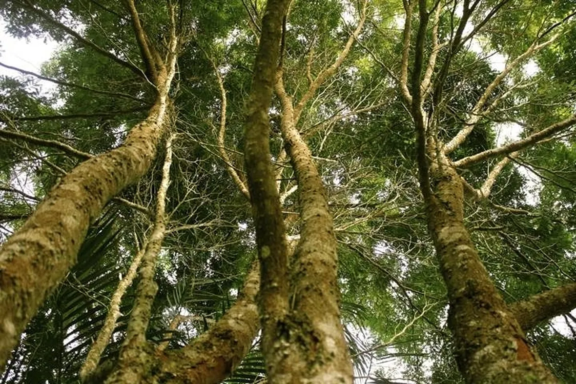 Alberi ad alto fusto