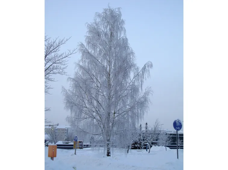 Albero di Betulla in inverno