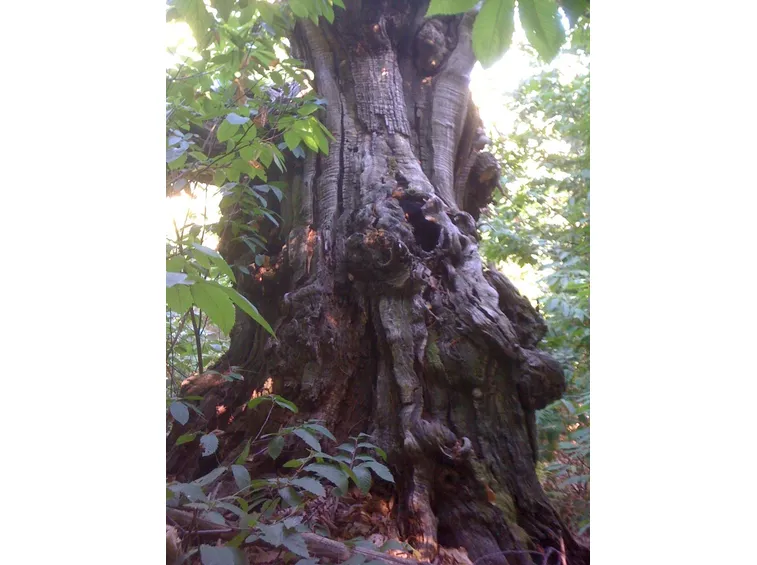 Albero di Castagno millenario