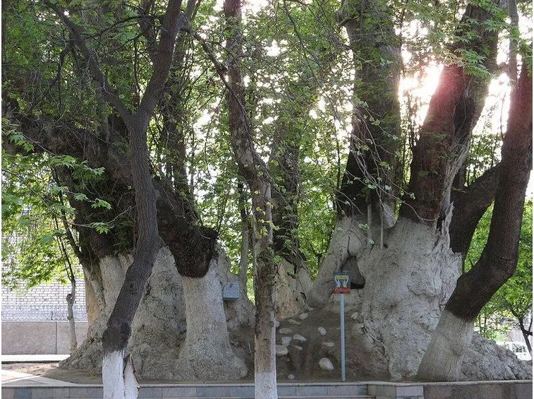 Maestoso albero di Platano