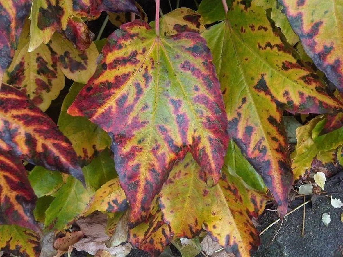 Foglie di Acero in autunno