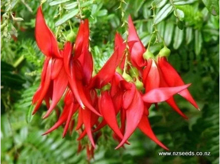 I bellissimi fiori del Clianthus