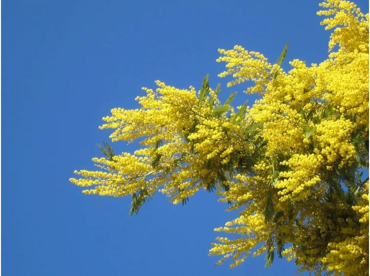 Una mimosa in fiore