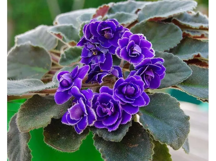 Una Saintpaulia viola