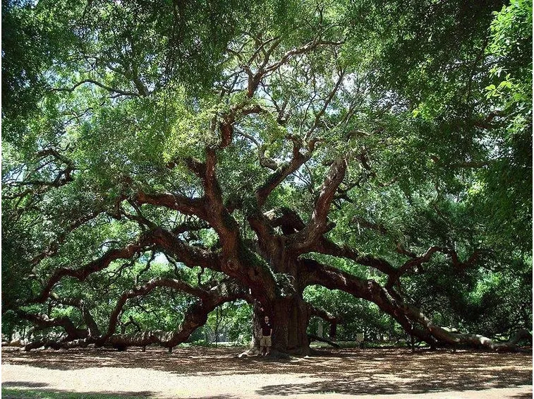 Albero di quercia secolare