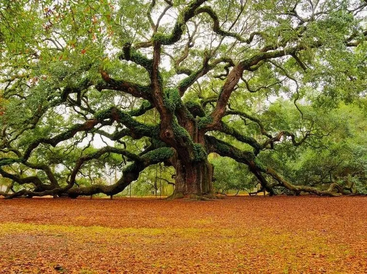 Varietà di quercia