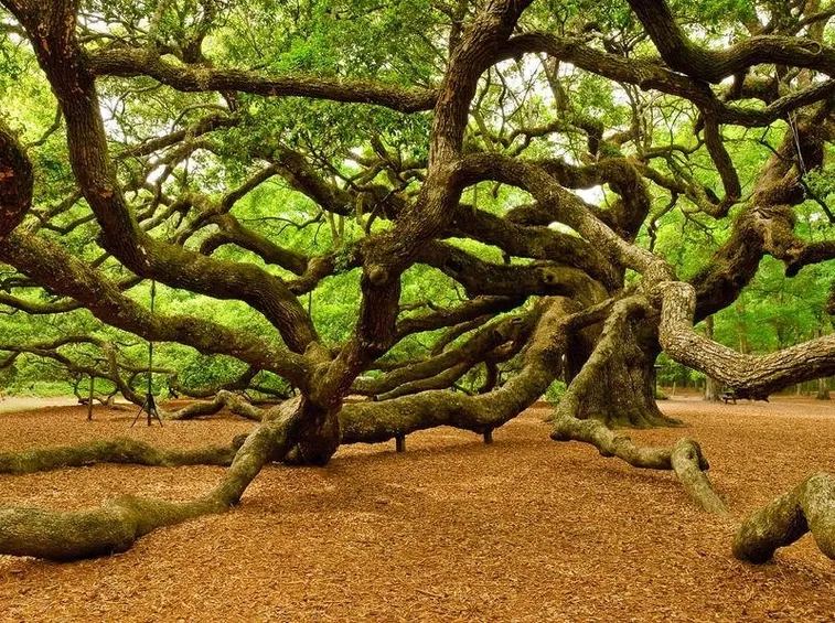 Albero di quercia