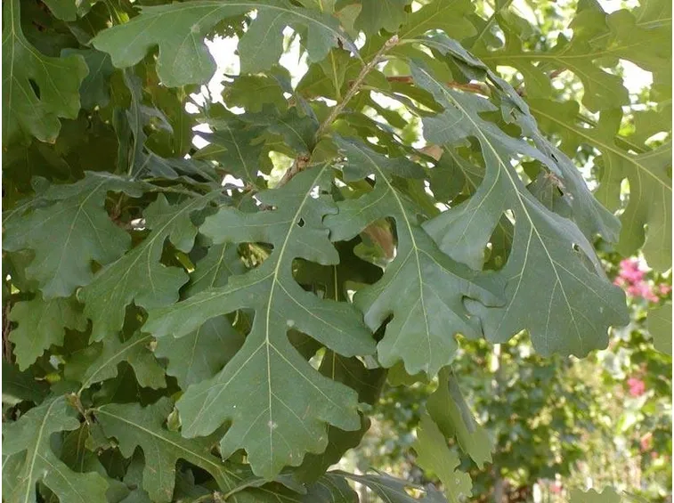 Foglie di una varietà di quercia