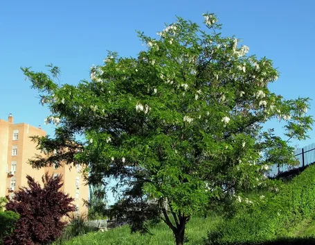 Pianta robinia