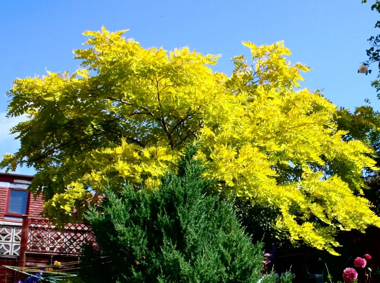 Robinia albero latifoglie